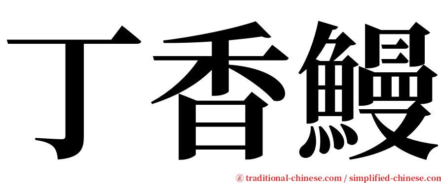 丁香鰻 serif font