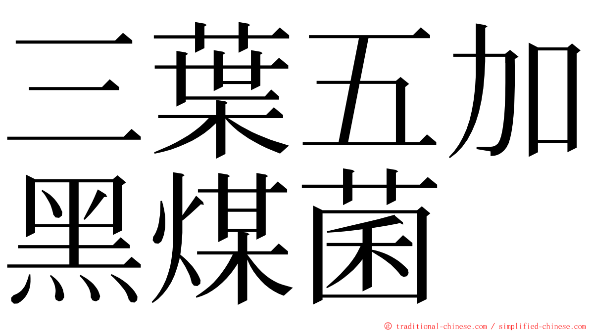 三葉五加黑煤菌 ming font