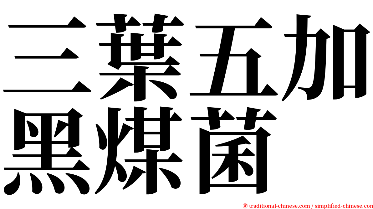 三葉五加黑煤菌 serif font