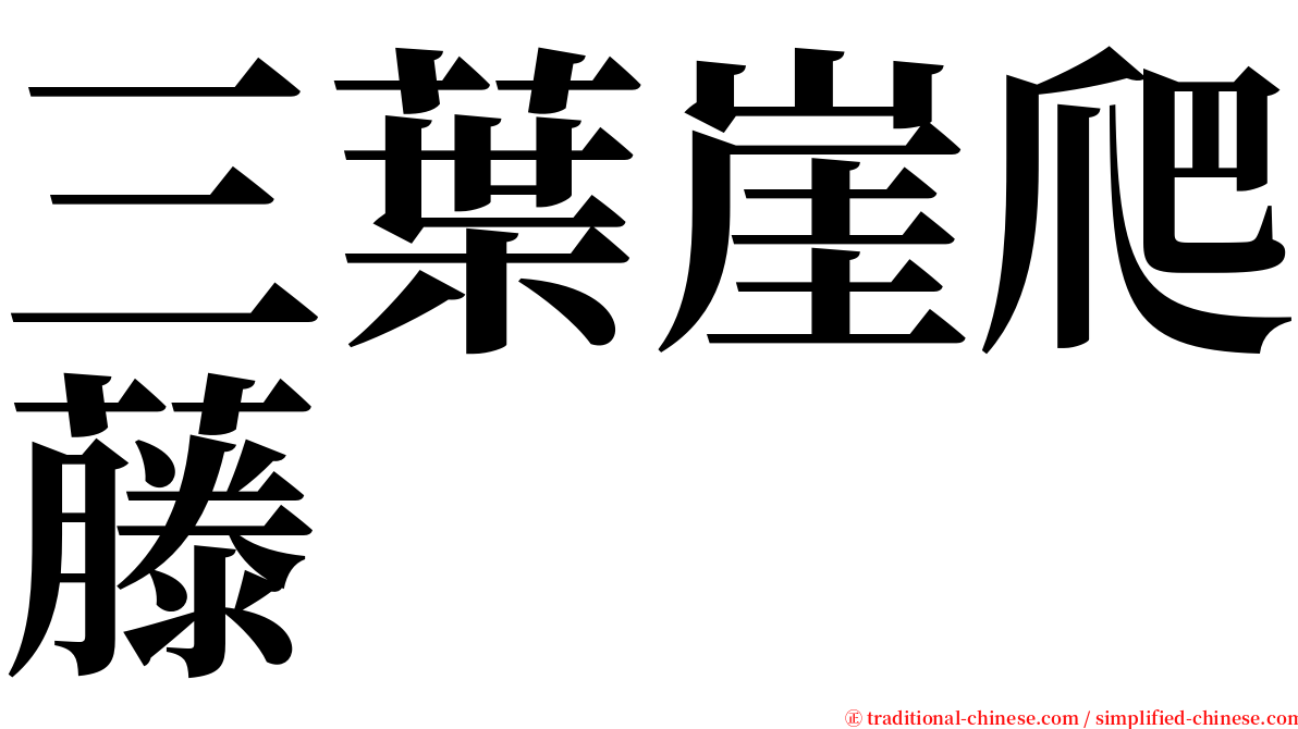 三葉崖爬藤 serif font