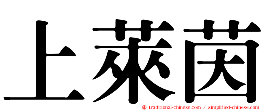 上萊茵