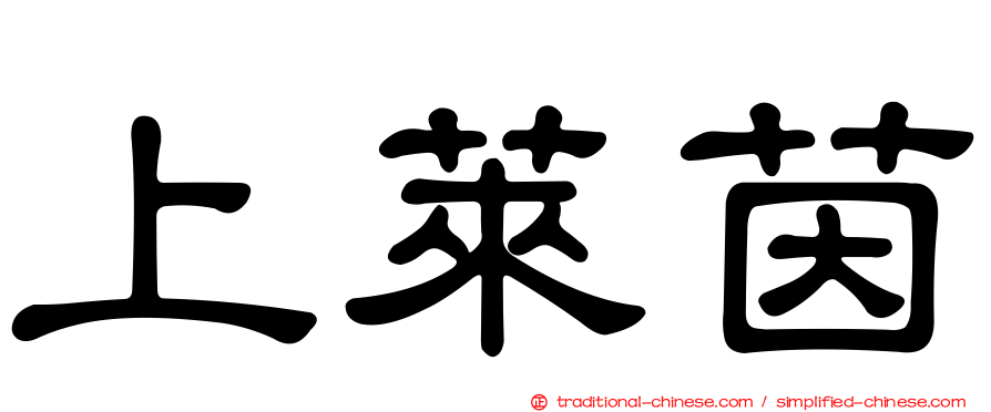 上萊茵