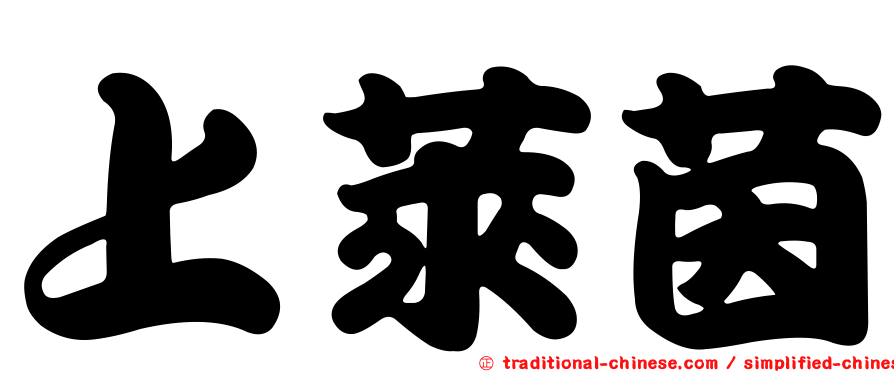 上萊茵