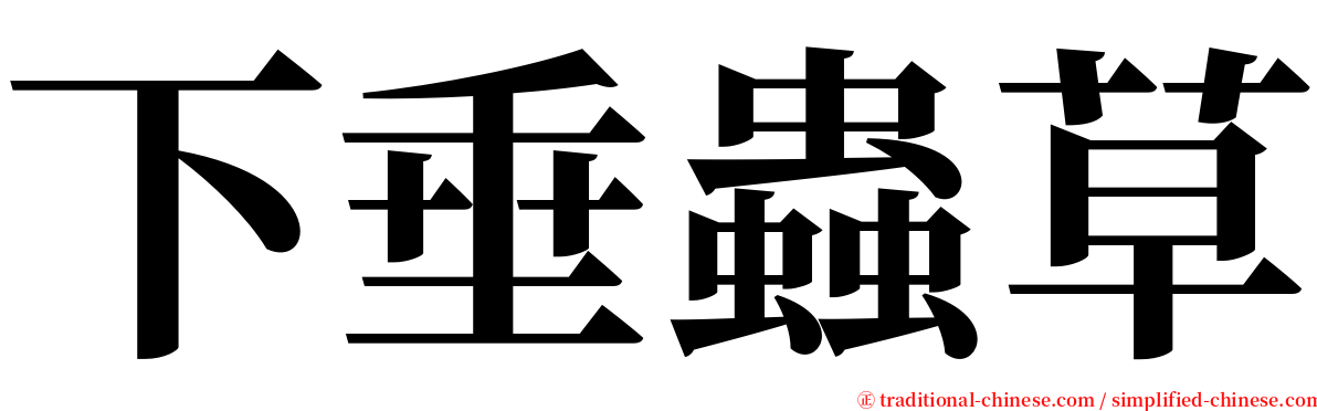 下垂蟲草 serif font