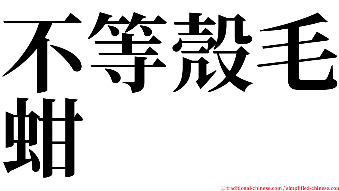 不等殼毛蚶 serif font