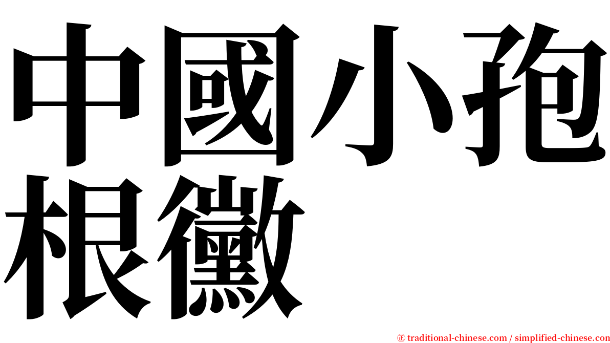 中國小孢根黴 serif font