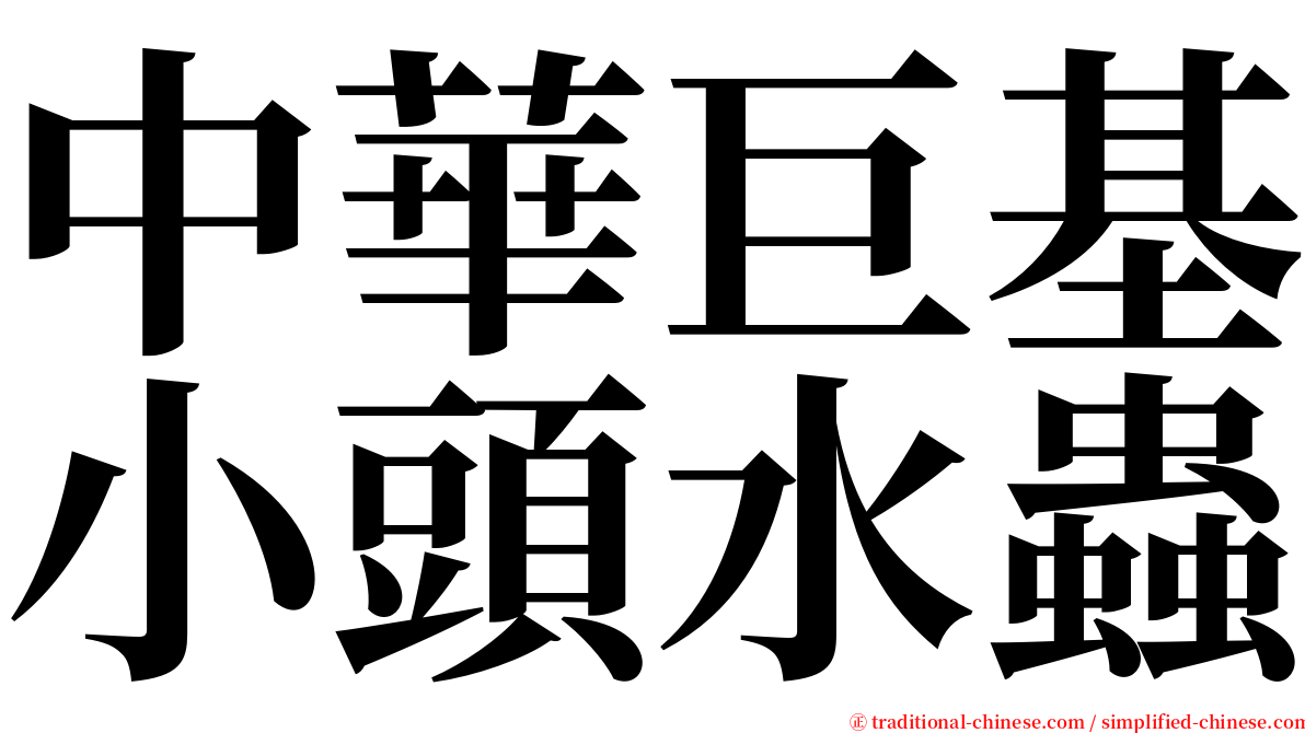 中華巨基小頭水蟲 serif font