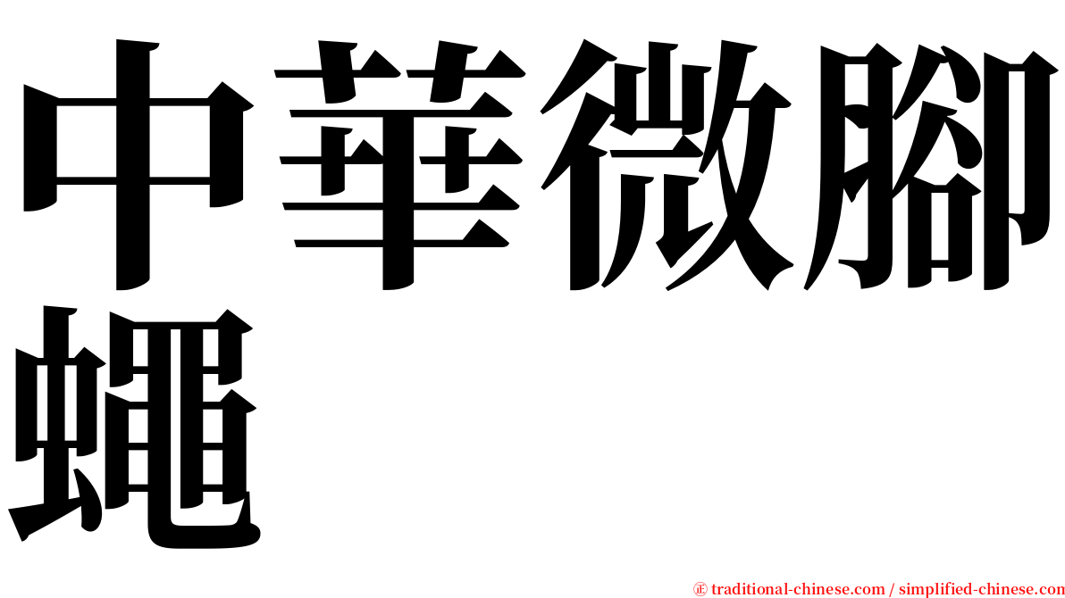 中華微腳蠅 serif font