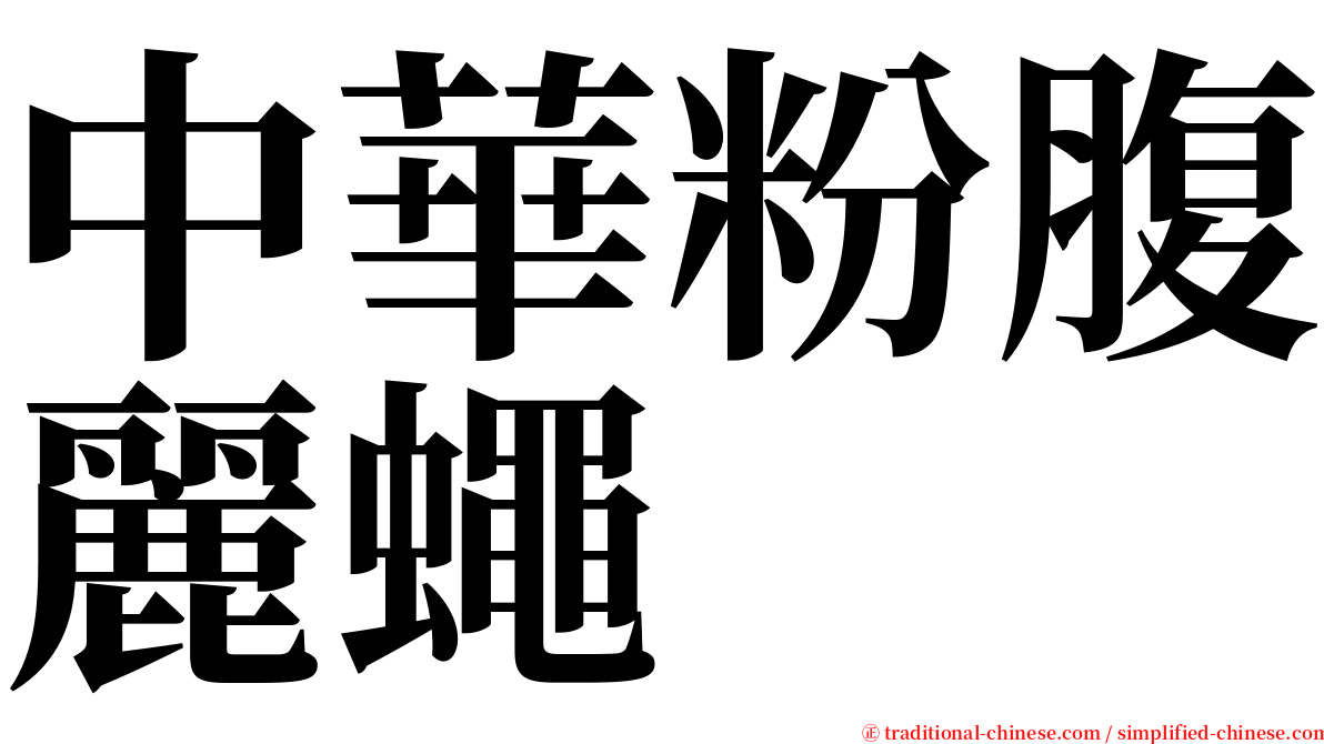 中華粉腹麗蠅 serif font