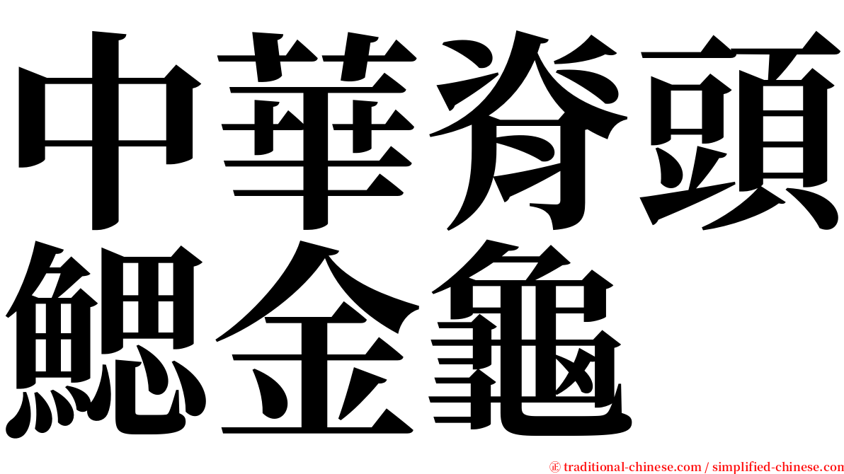 中華脊頭鰓金龜 serif font