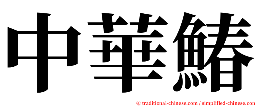 中華鰆 serif font