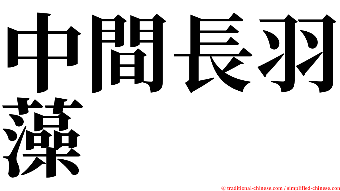 中間長羽藻 serif font