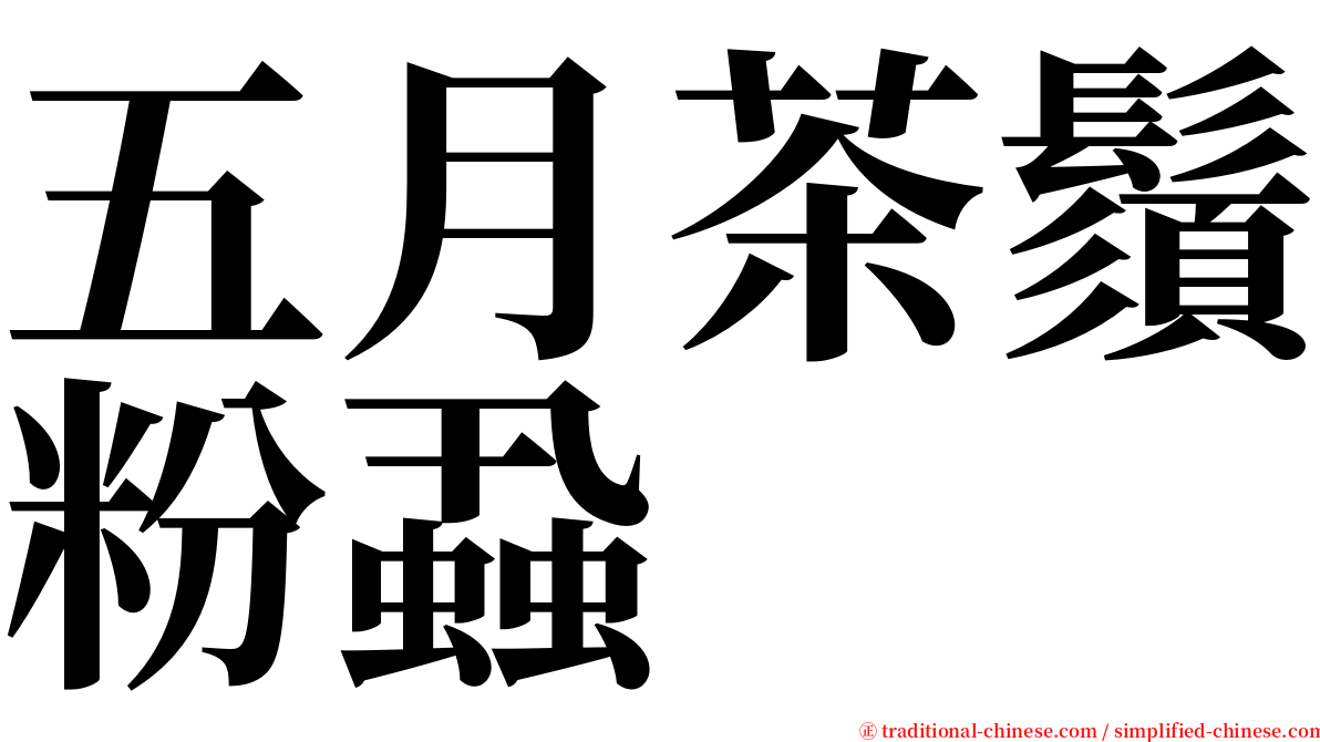 五月茶鬚粉蝨 serif font