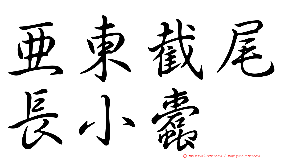 亞東截尾長小蠹