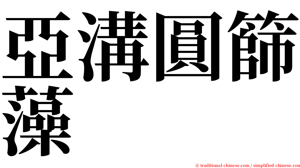 亞溝圓篩藻 serif font