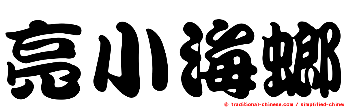 亮小海螂