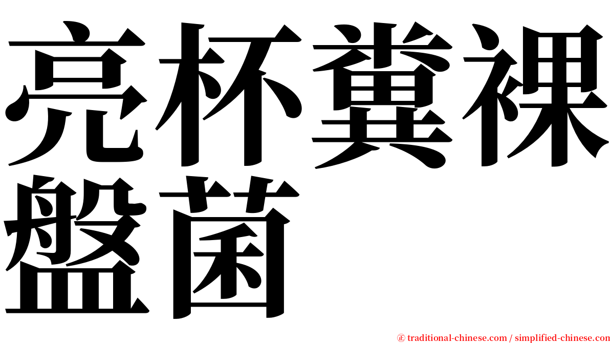 亮杯糞裸盤菌 serif font
