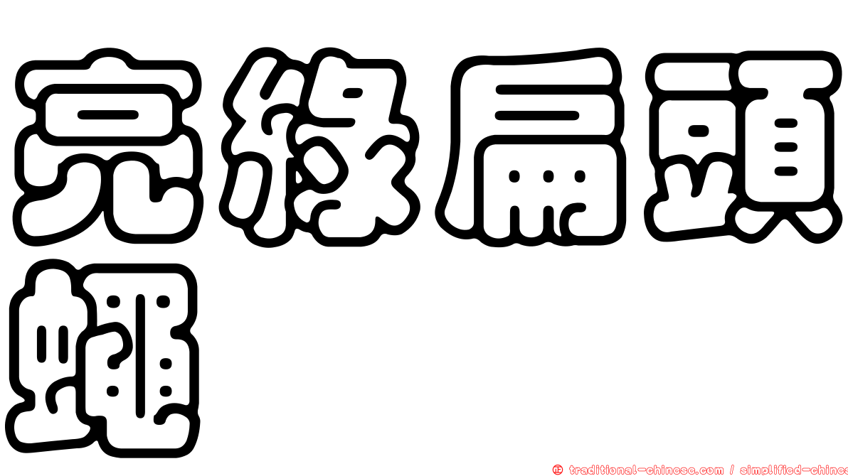 亮綠扁頭蠅