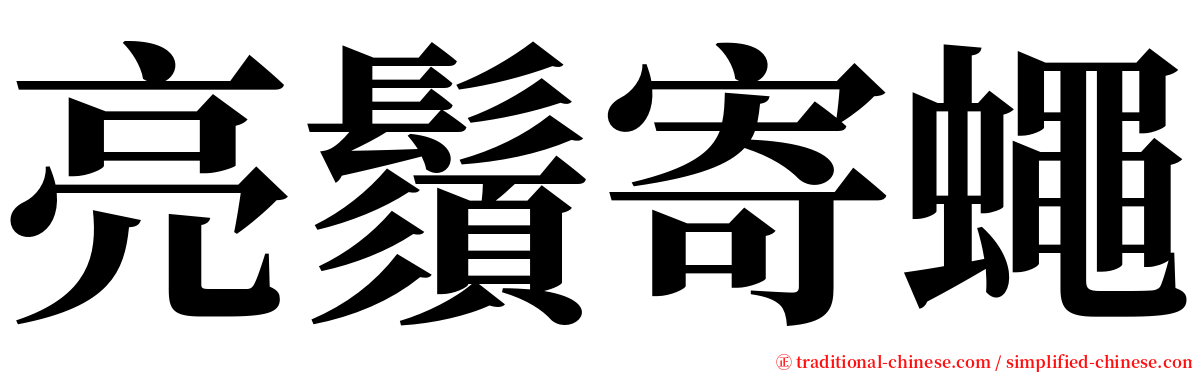 亮鬚寄蠅 serif font