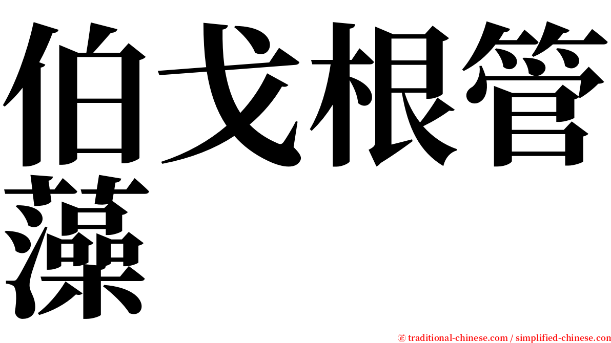 伯戈根管藻 serif font