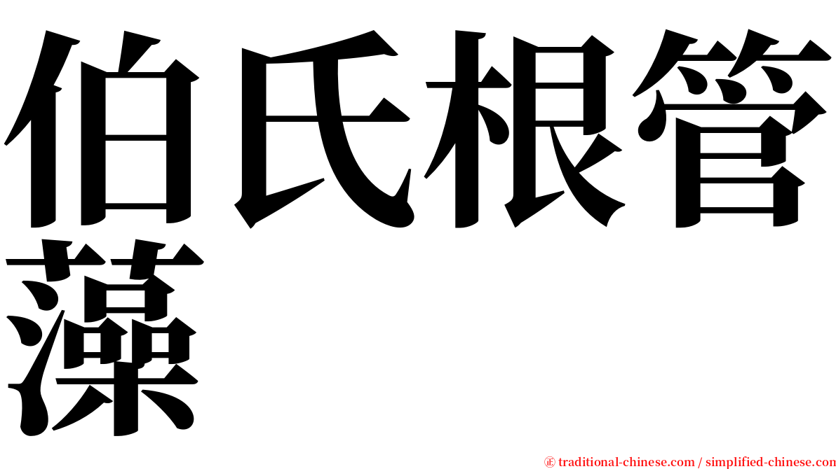 伯氏根管藻 serif font