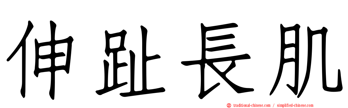 伸趾長肌
