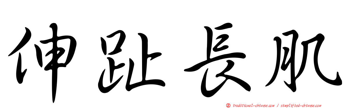 伸趾長肌