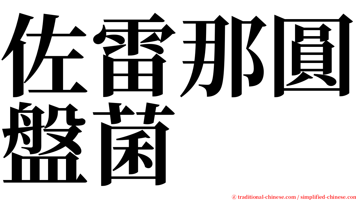 佐雷那圓盤菌 serif font