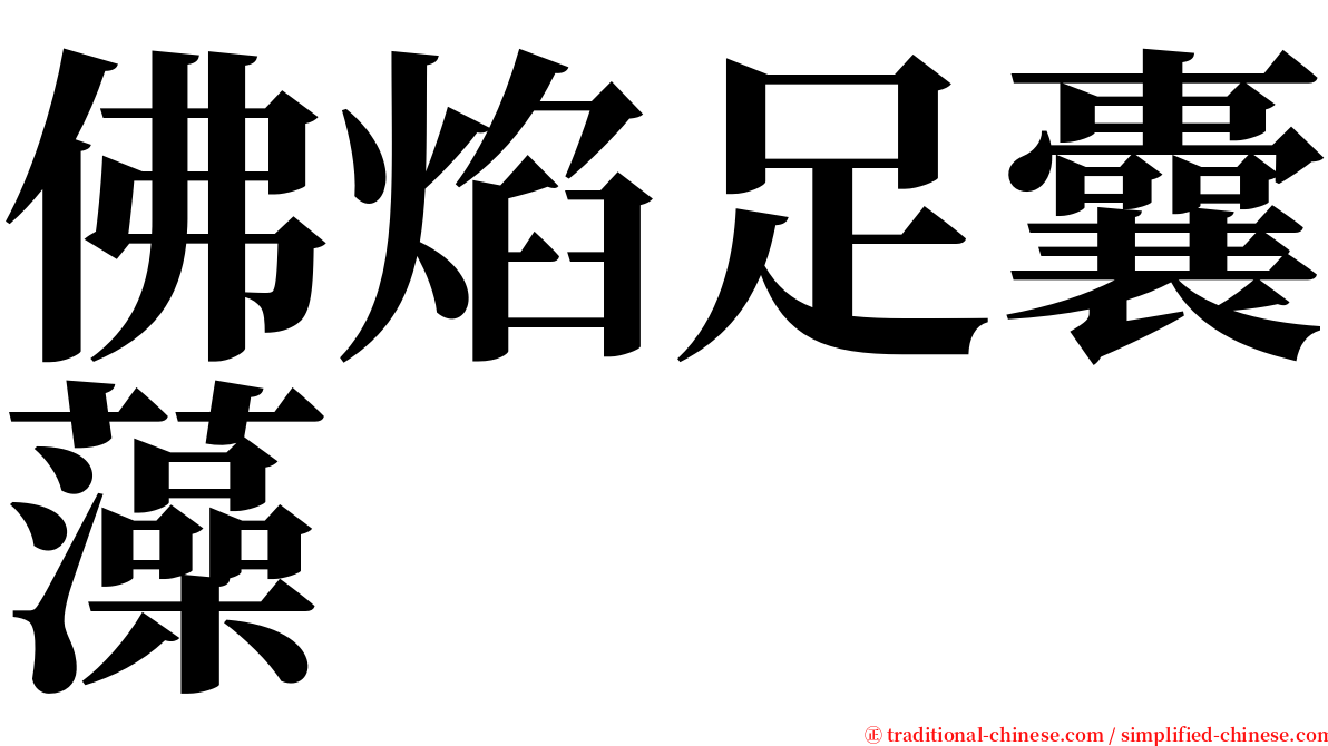 佛焰足囊藻 serif font