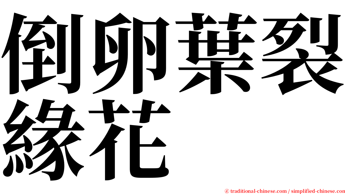 倒卵葉裂緣花 serif font