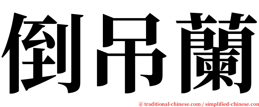 倒吊蘭 serif font