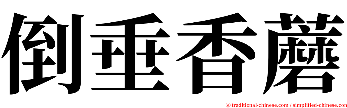 倒垂香蘑 serif font