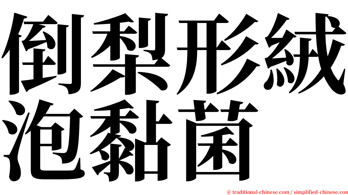 倒梨形絨泡黏菌 serif font