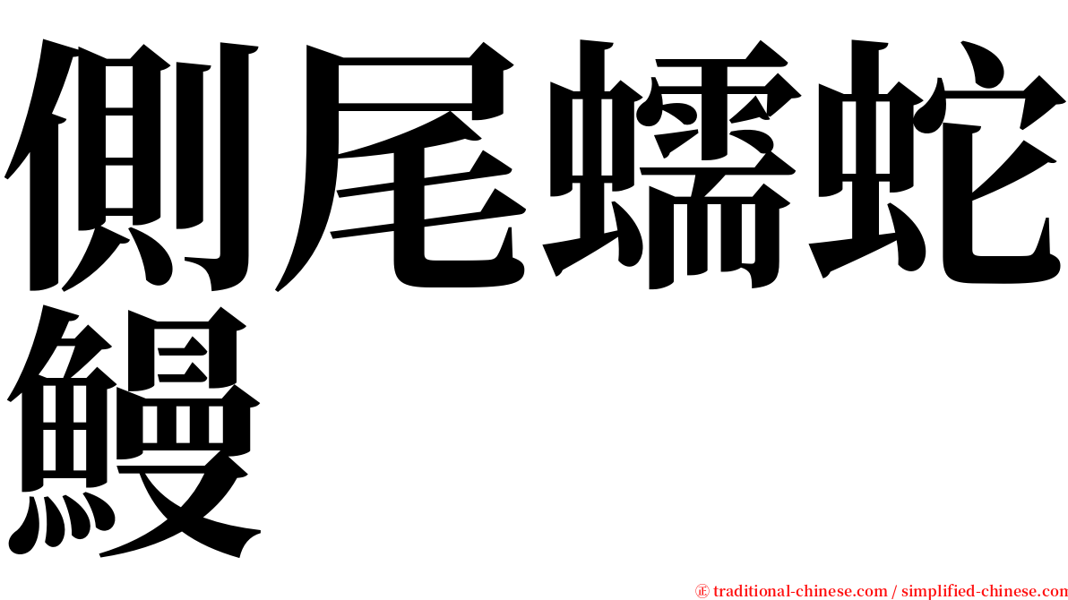 側尾蠕蛇鰻 serif font