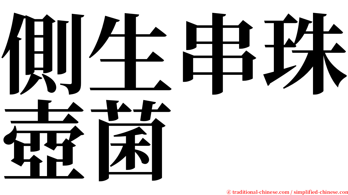 側生串珠壺菌 serif font