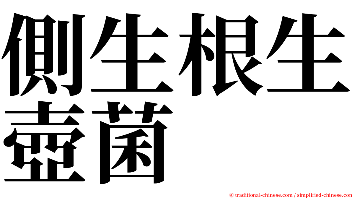 側生根生壺菌 serif font