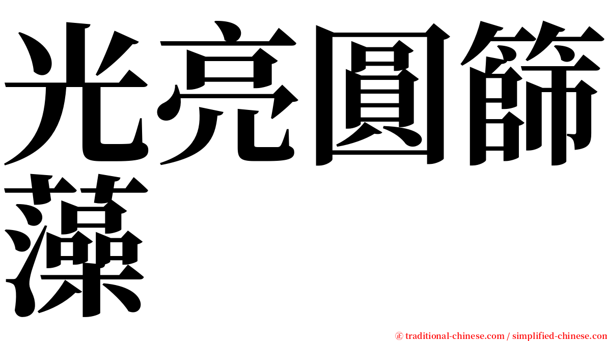 光亮圓篩藻 serif font