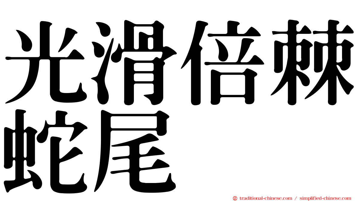 光滑倍棘蛇尾
