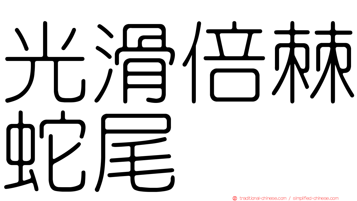 光滑倍棘蛇尾