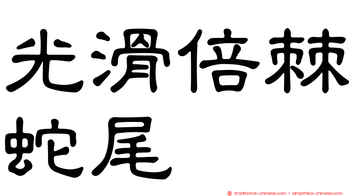 光滑倍棘蛇尾