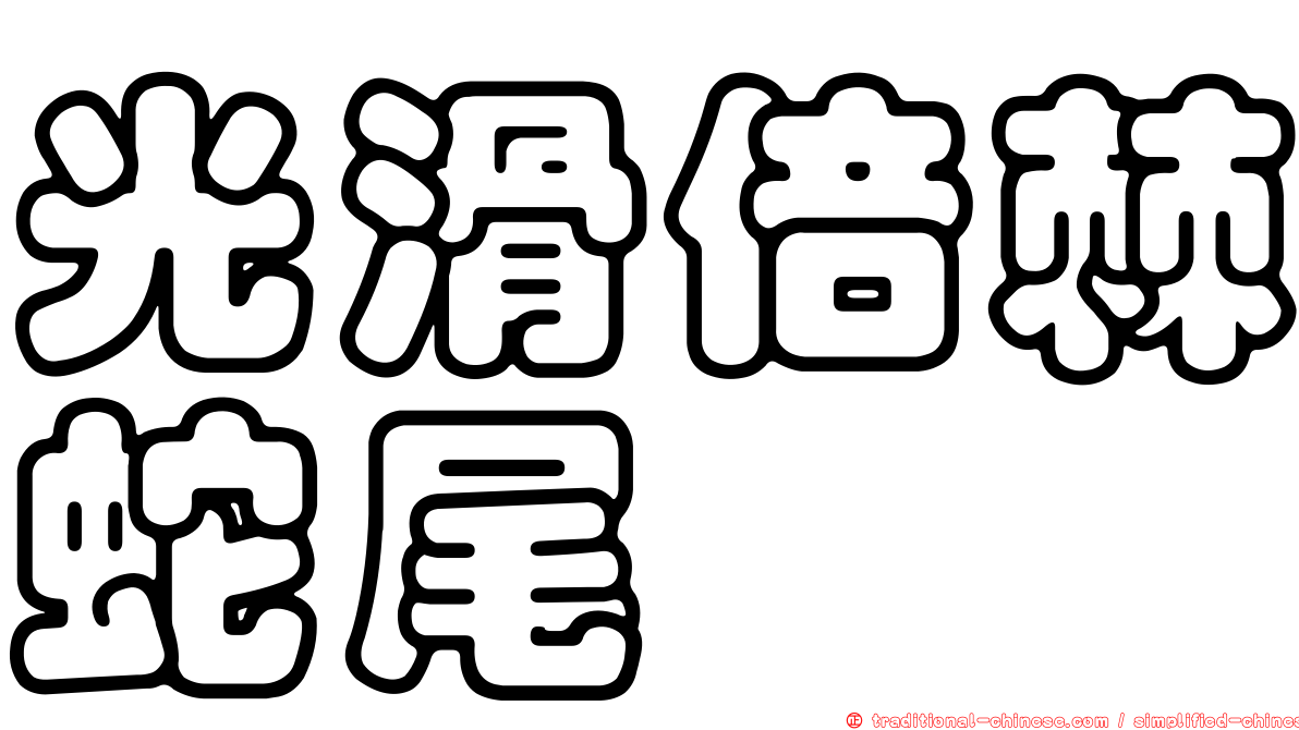 光滑倍棘蛇尾