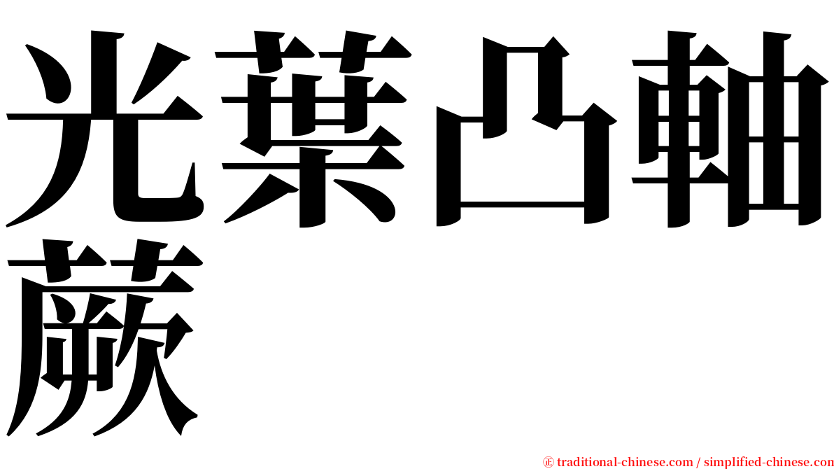 光葉凸軸蕨 serif font