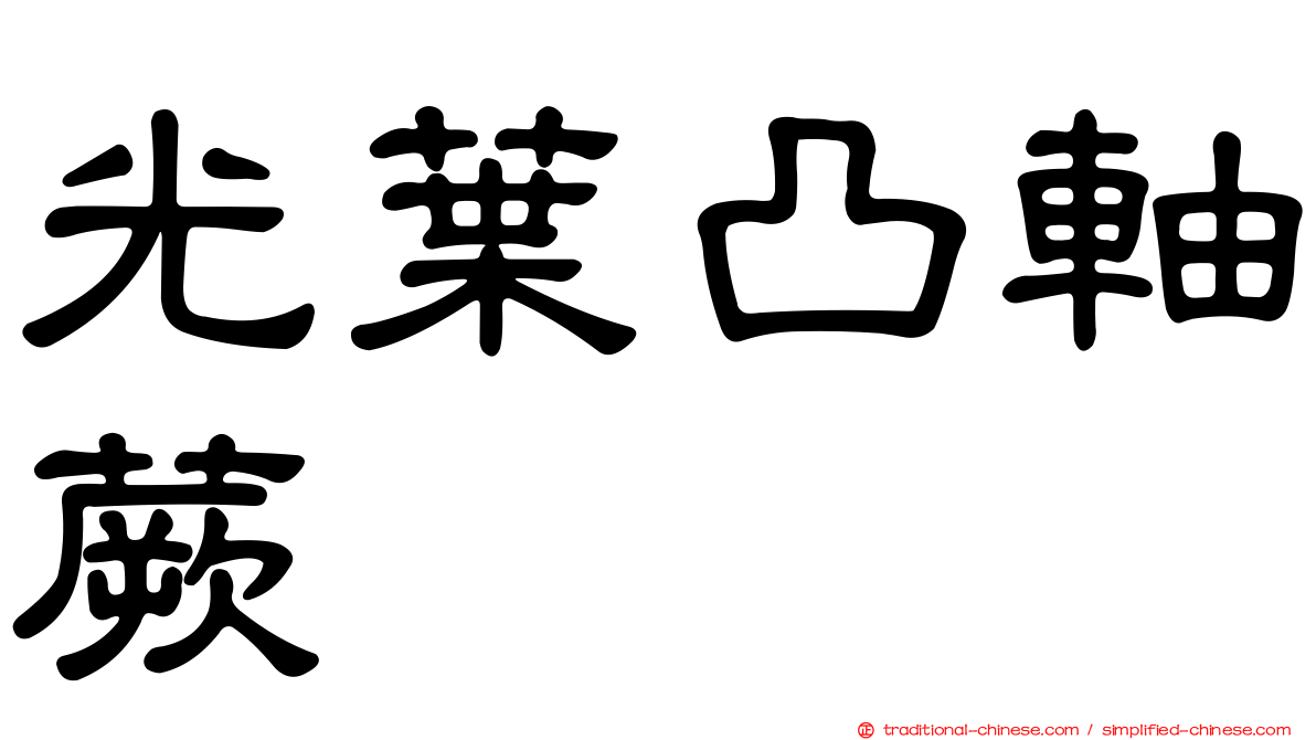 光葉凸軸蕨