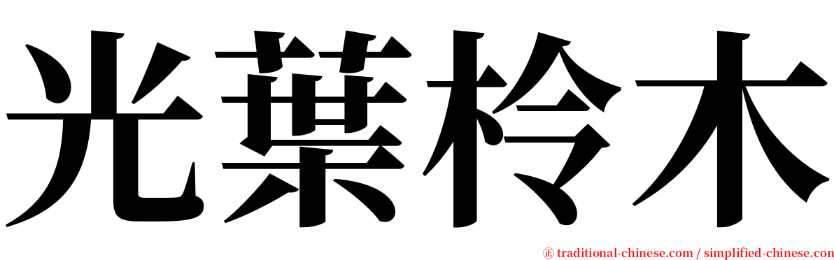 光葉柃木 serif font