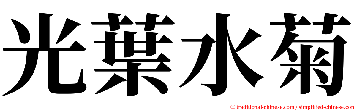 光葉水菊 serif font