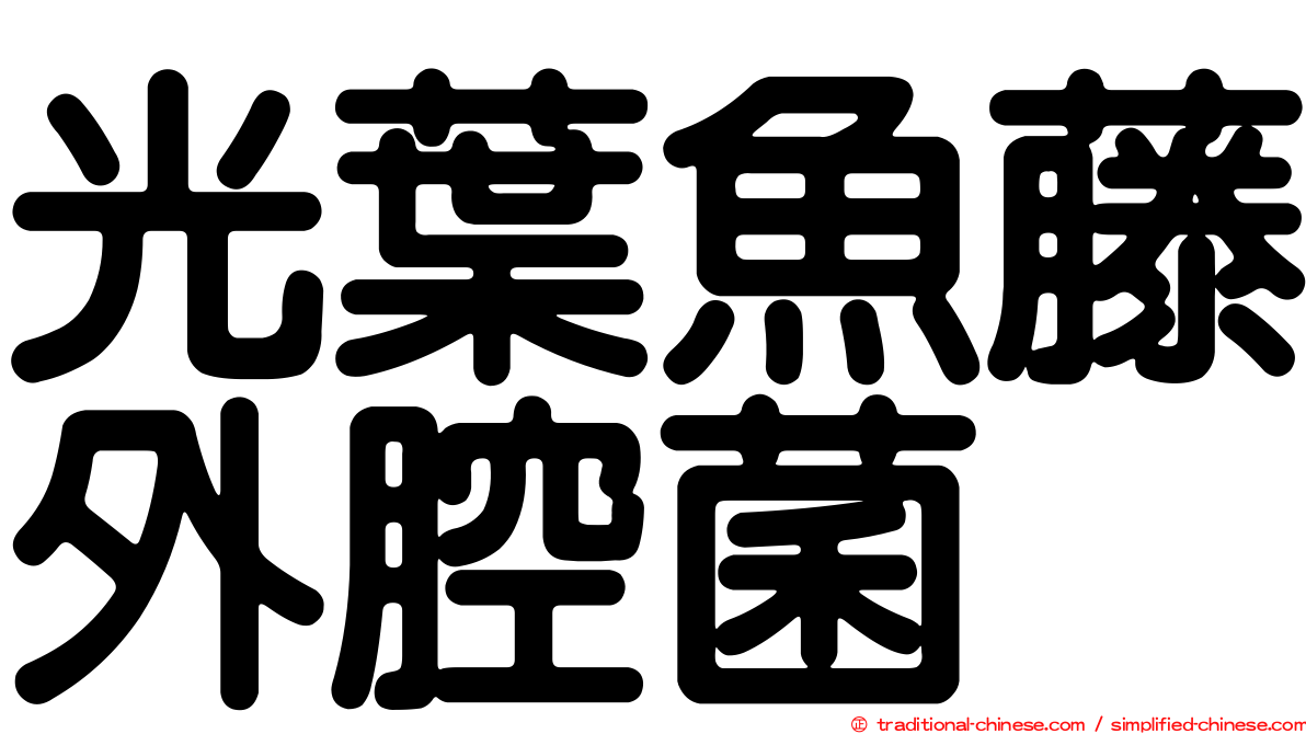 光葉魚藤外腔菌