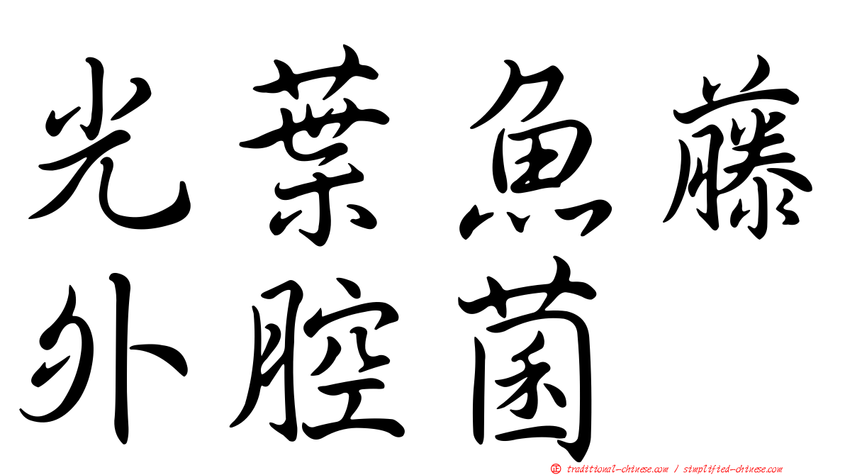 光葉魚藤外腔菌