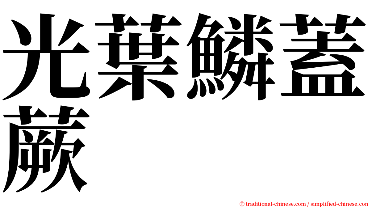 光葉鱗蓋蕨 serif font