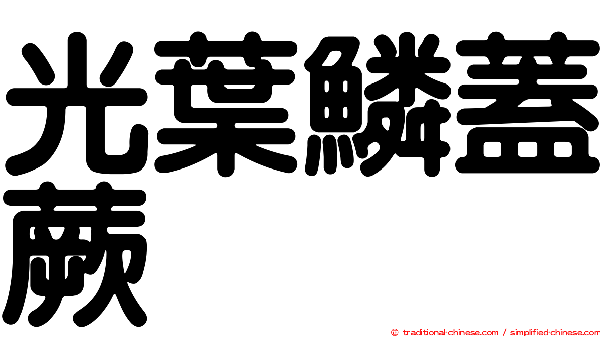 光葉鱗蓋蕨
