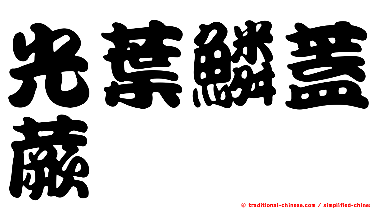 光葉鱗蓋蕨